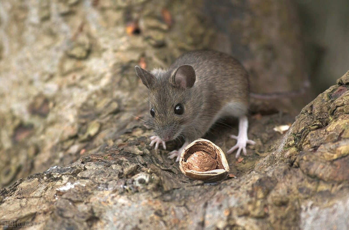 动物和人的故事——蜻蜓、苍狼、猛犸、狐獴、老鼠和猪