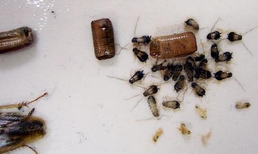 家里有蟑螂怎么办蟑螂要怎样灭,家里蟑螂太多怎么办灭蟑螂小妙招