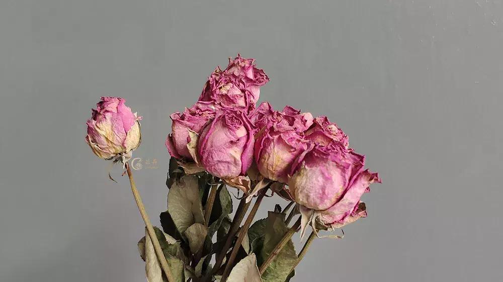 干花各种效果,干花的使用方法大全