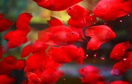 观赏鱼不养了怎么处理,观赏鱼天气凉了不进食