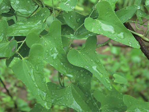 马兜铃科马兜铃属植物柔毛马兜铃,马兜铃目植物