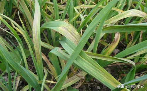 大蒜叶枯病图及防治方法,预防大蒜叶枯病多菌灵浸种可以吗