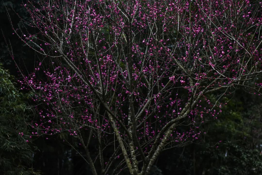陆游春节的诗,陆游写的关于成都的诗