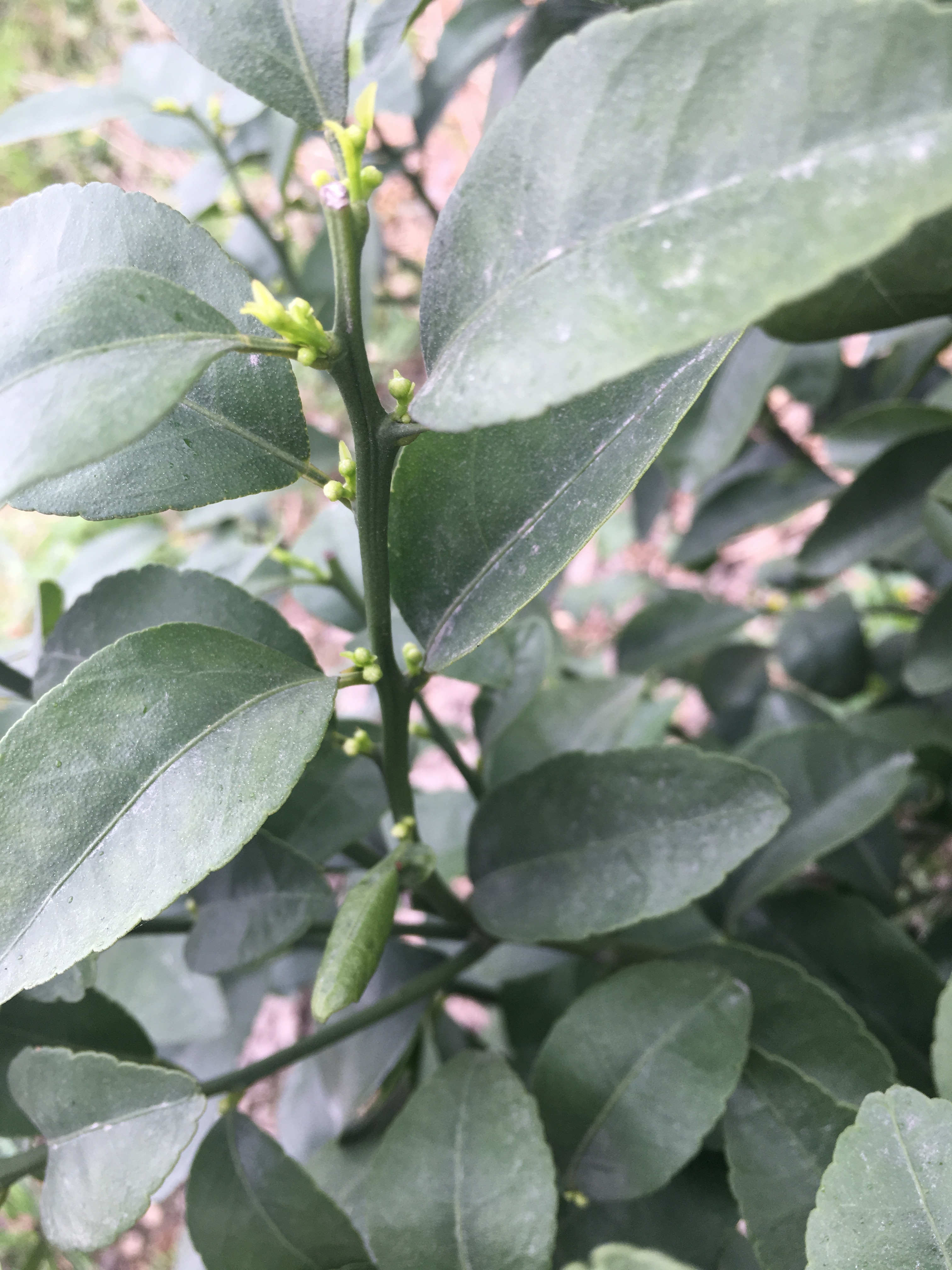 柑橘小树花多果多怎么处理,小柑橘树有很多花怎么办