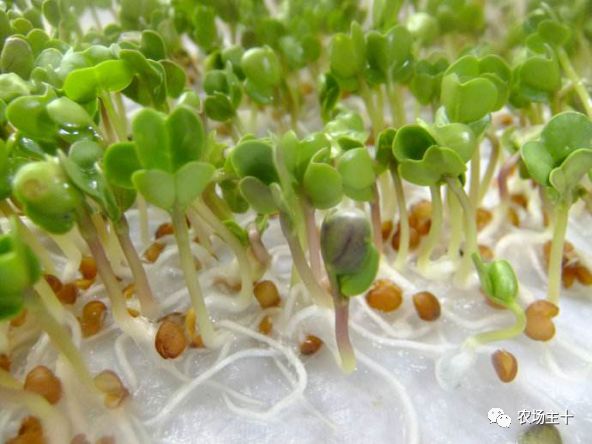 传统方法种菜也能致富的方法,纸上种菜怎么赚钱