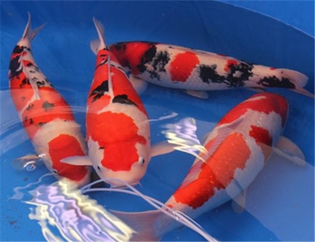 养观赏鱼小知识大全,养观赏鱼知识大全