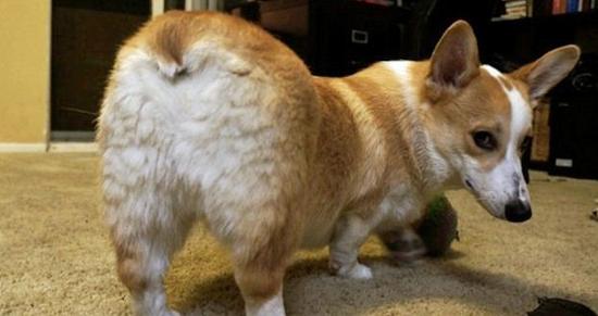 狗狗要定期挤肛门腺吗,到底有什么作用?了解下背后的秘密