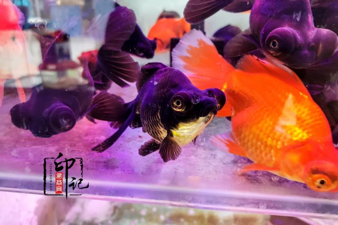 商丘花鸟批发基地,商丘花鸟市场地址