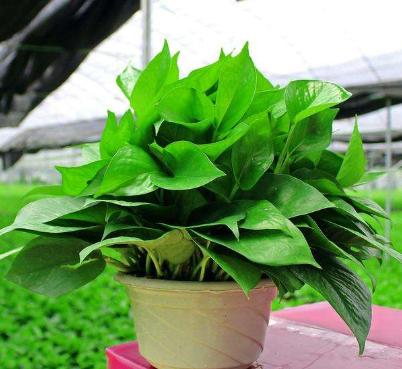 绿萝怎么养不会让它死,绿萝怎么补救最快最有效