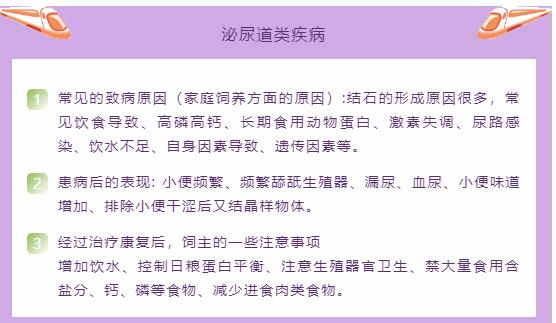 猫只喂火腿肠能活吗,猫因为脂肪肝导致完全不能进食
