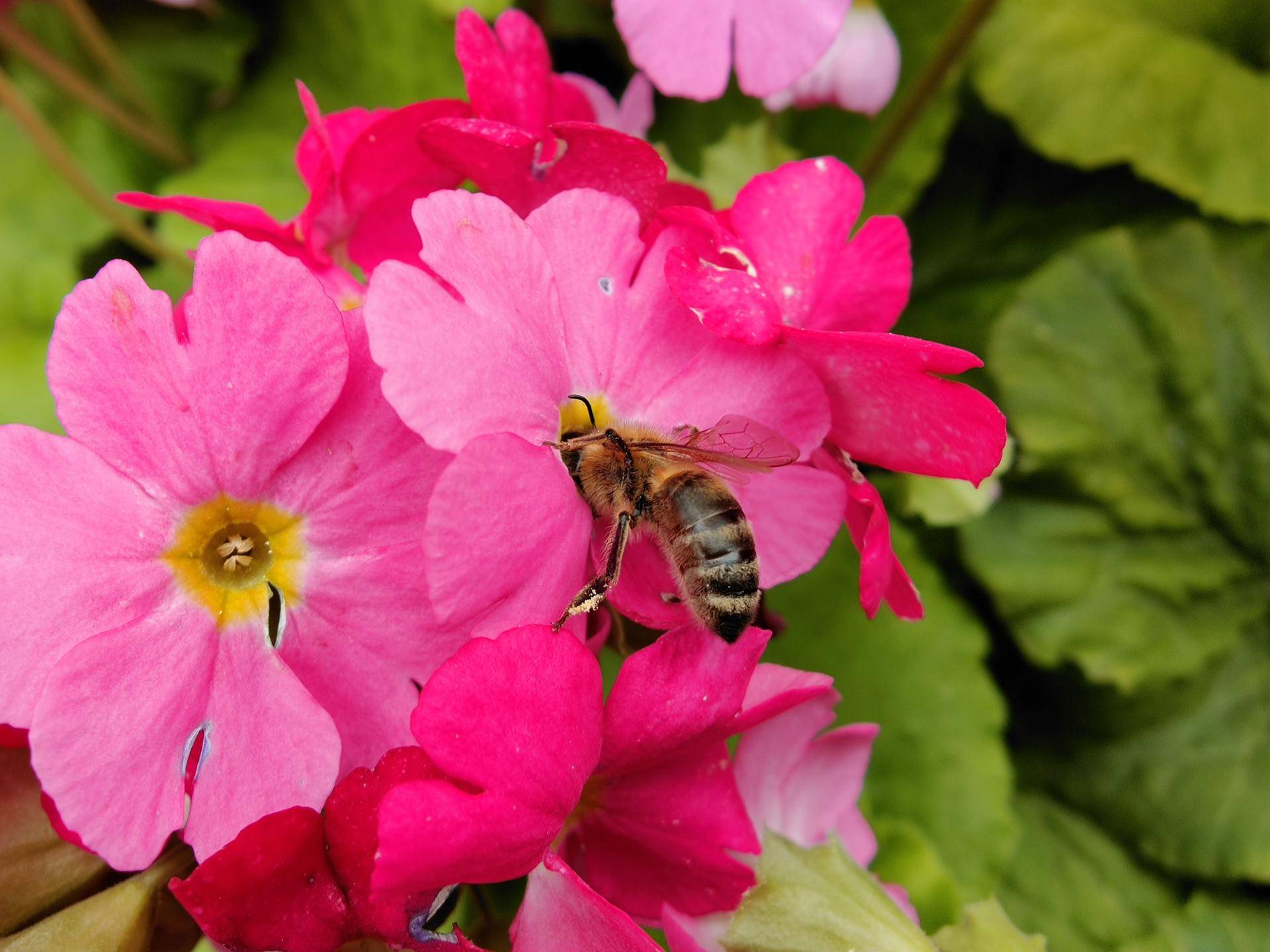 消费者视角评测,findx2pro发布多少钱