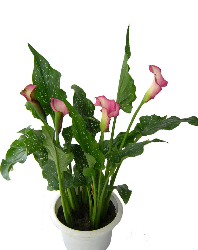 马蹄莲养殖方法与注意事项,马蹄莲养殖方法和注意事项大全