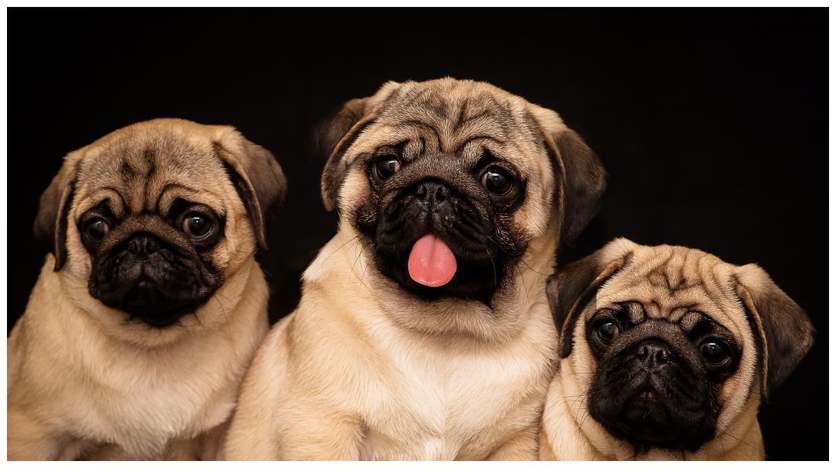 10种难养的狗狗品种,公认难养的七种狗狗品种