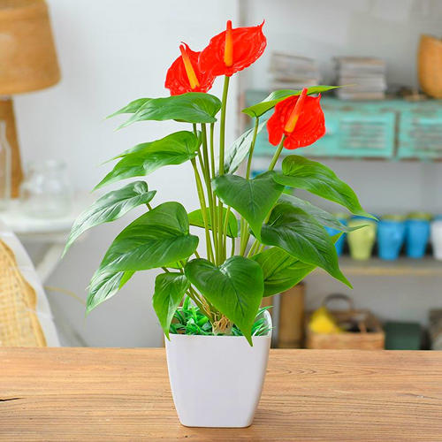 生长旺盛的红掌叶绿如新,红掌花茂盛