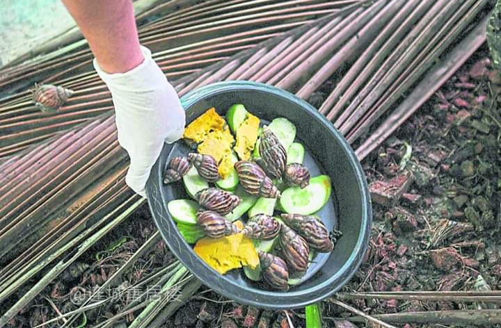 白玉蜗牛和非洲蜗牛营养价值,泰国蜗牛多少钱