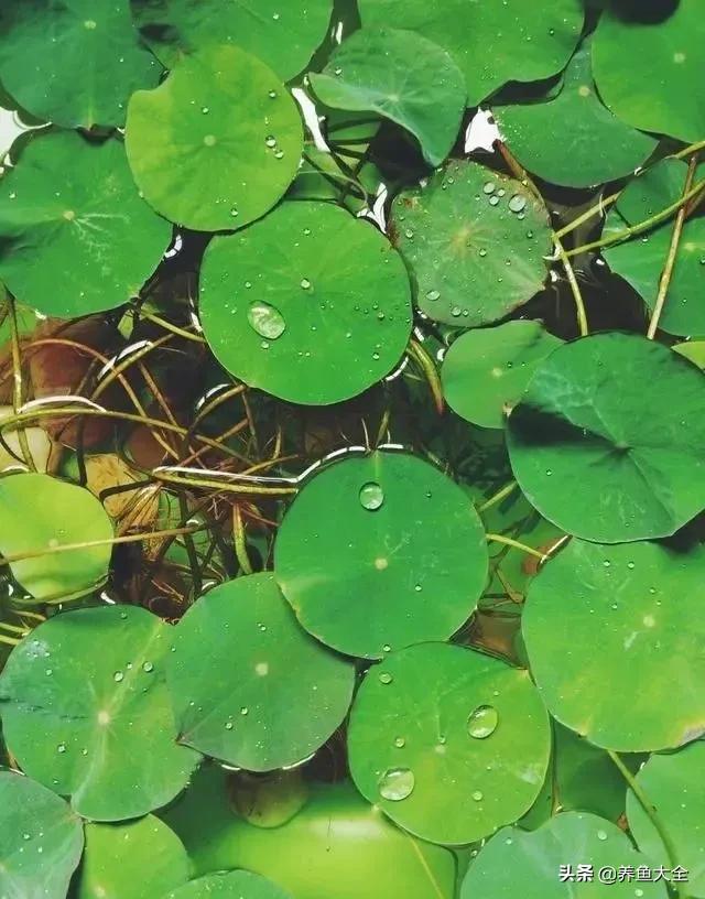 碗莲移栽方法视频,碗莲栽种有服盆期吗