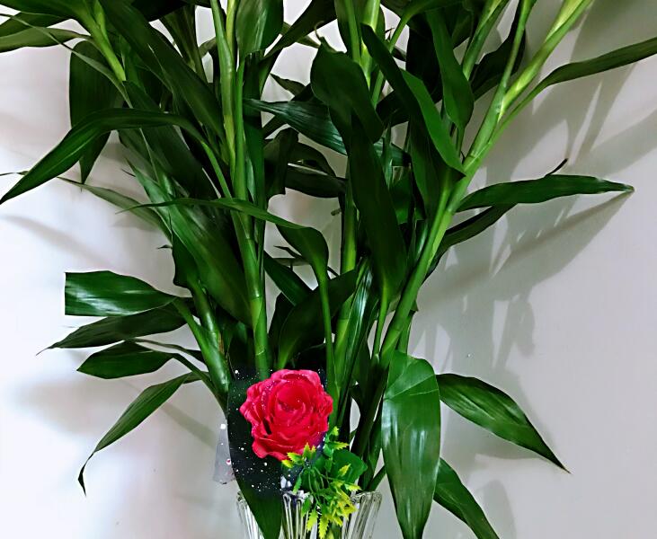 室内养的水培植物推荐,家里常见的水培植物