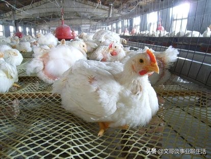 三农无本钱养鸡加盟合作,农村养鸡创业代养