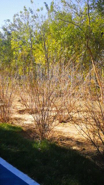 廊坊三叶公园项目信息,廊坊三叶公园附近