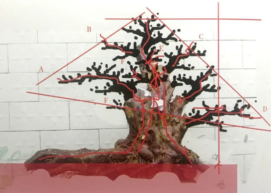 雀梅老桩盆景的造型,雀梅盆景树桩大全