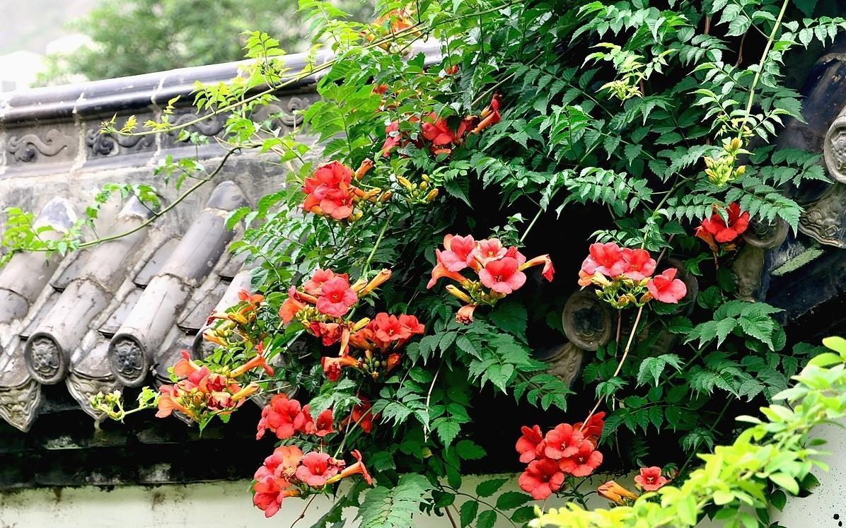 四季常开且有浓郁香味好养的花,适合懒人养的四季花一串红