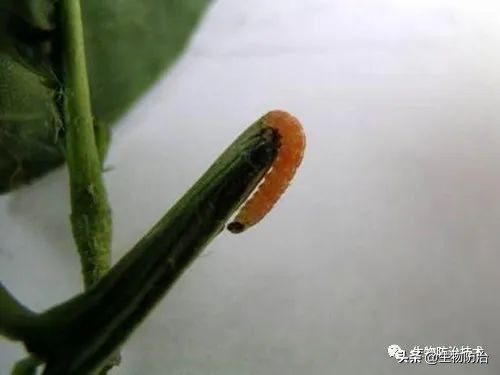 蛀干害虫是钻蛀害虫吗,果树枝干钻蛀害虫图片