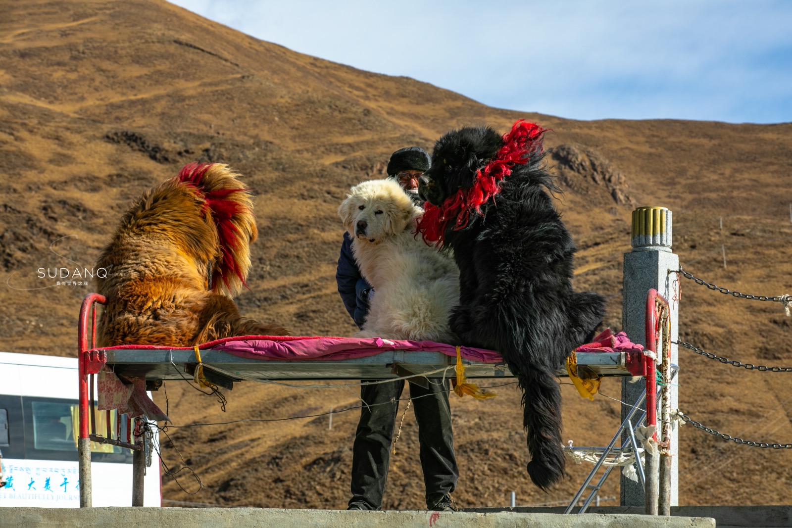 世界上最凶猛的三大猛犬,世界上最凶猛又忠诚的犬