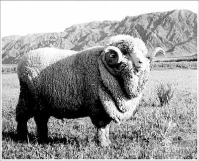 澳洲羊毛进口,澳洲进口羊毛