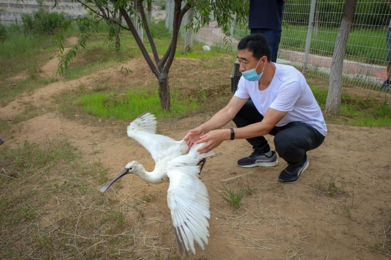 幼鸟掉落地上,见到小雏鸟怎么办