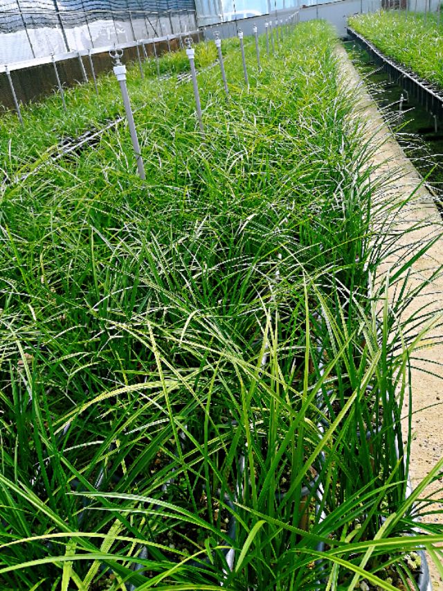 2023莲瓣兰心心相印什么价格,2020年莲瓣兰心心相印价格