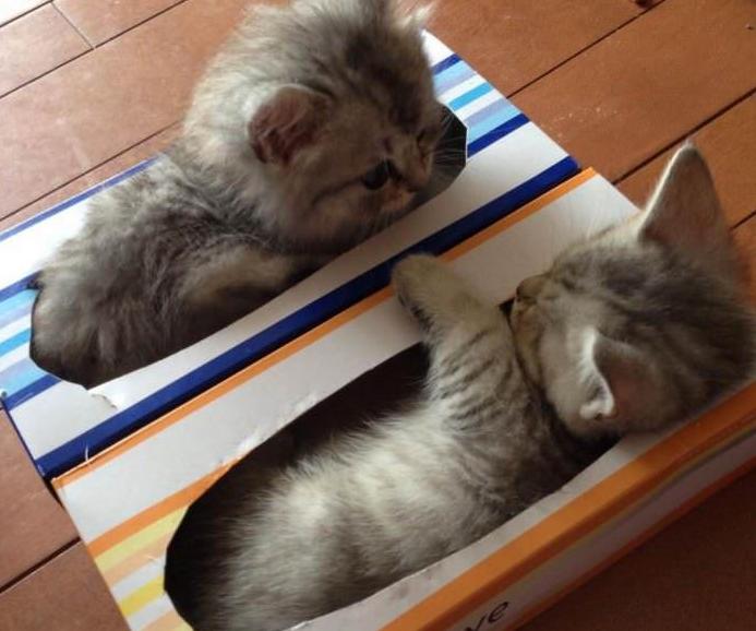 相处好几年的猫咪互相哈气低吼,相处了很久的猫突然打架