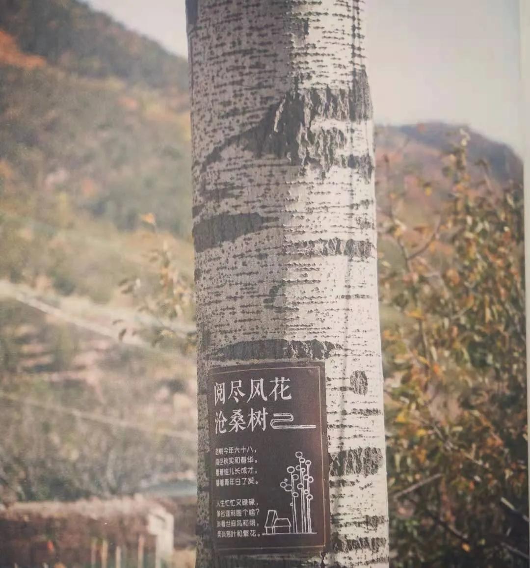 荐书计划16：有棵树是“阅尽风花沧桑树”