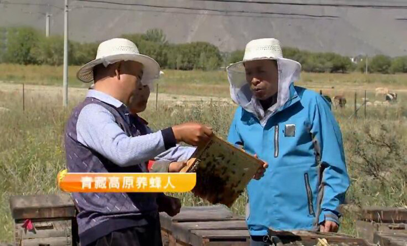 90后养蜂创业小伙子,年轻小伙深山养蜂创业