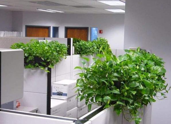 怕烂根的植物怎么养,怕旱的盆栽植物怎么养