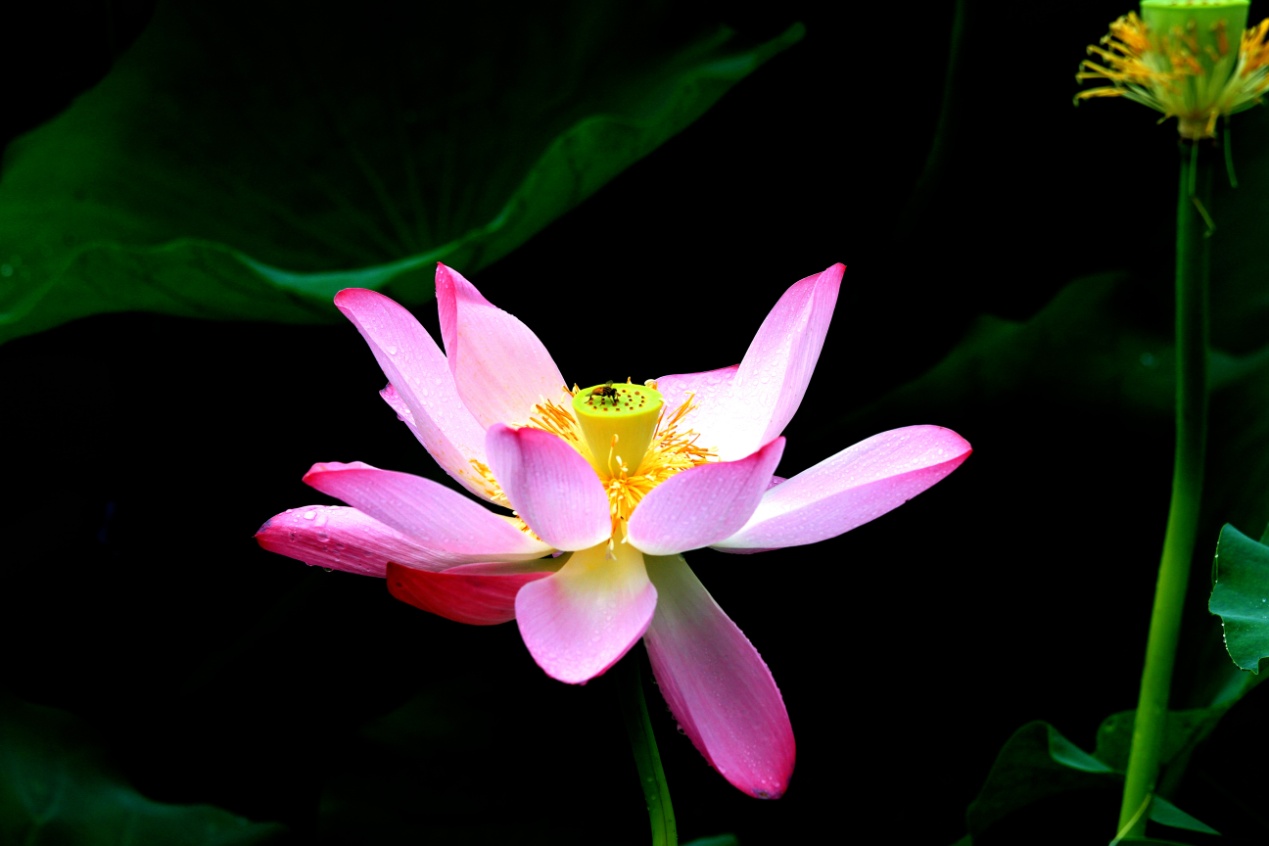 沛县荷花,沛县荷花湿地