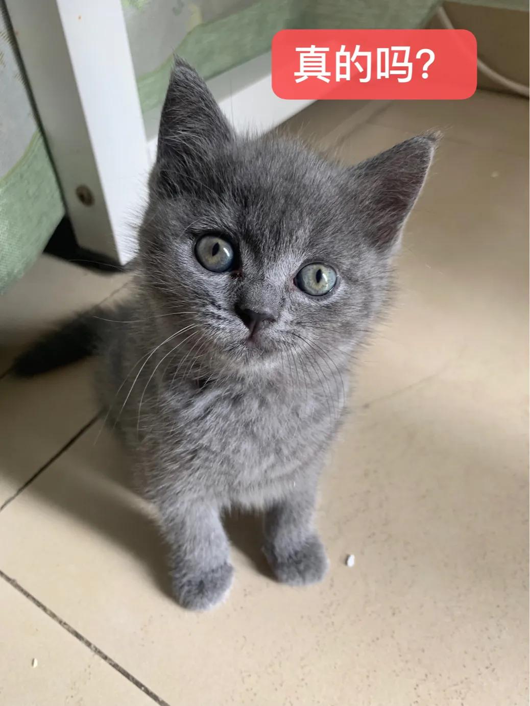 猫到底吃猫粮还是罐头还是猫饭,幼猫罐头猫粮怎么选