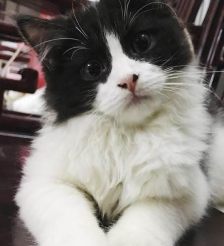 英国短毛猫究竟有多少种颜色,英国短毛猫十种受欢迎的毛色