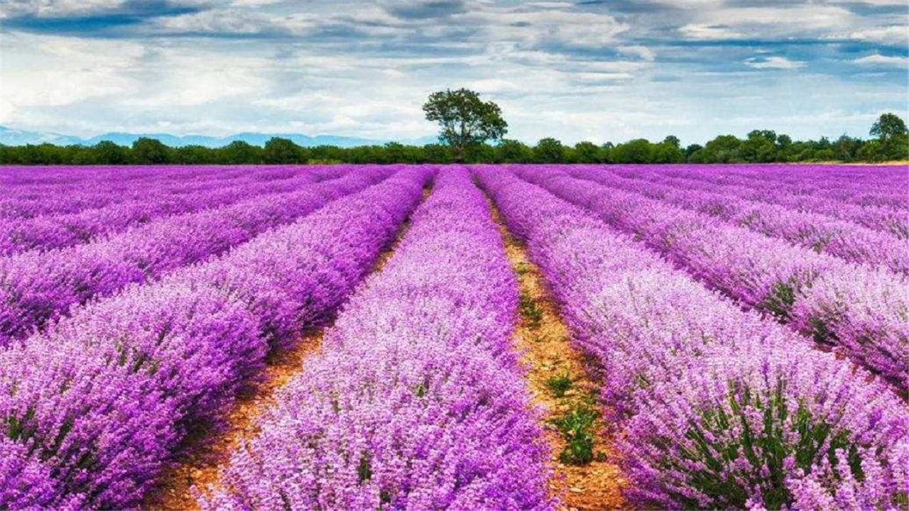 鑫磊走遍乡村，学习薰衣草的栽培方法