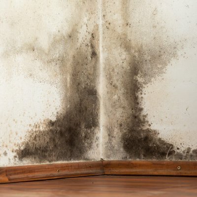 梅雨季衣物发黄长霉斑怎么去除,南方梅雨季霉斑长什么样子