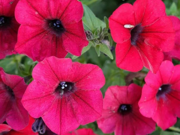 怕麻烦的英语,高中英语单词磨耳朵必背3500词汇