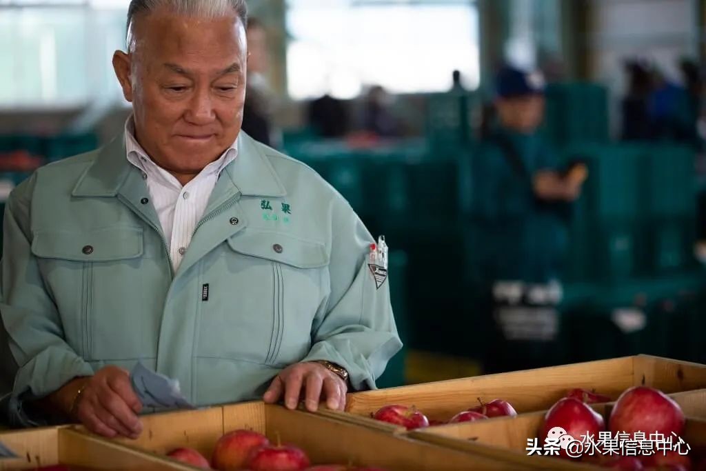 日本苹果种植现状,为什么日本苹果质量比中国的好