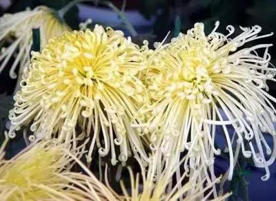 拍摄花的花语,100种摄影基础美学