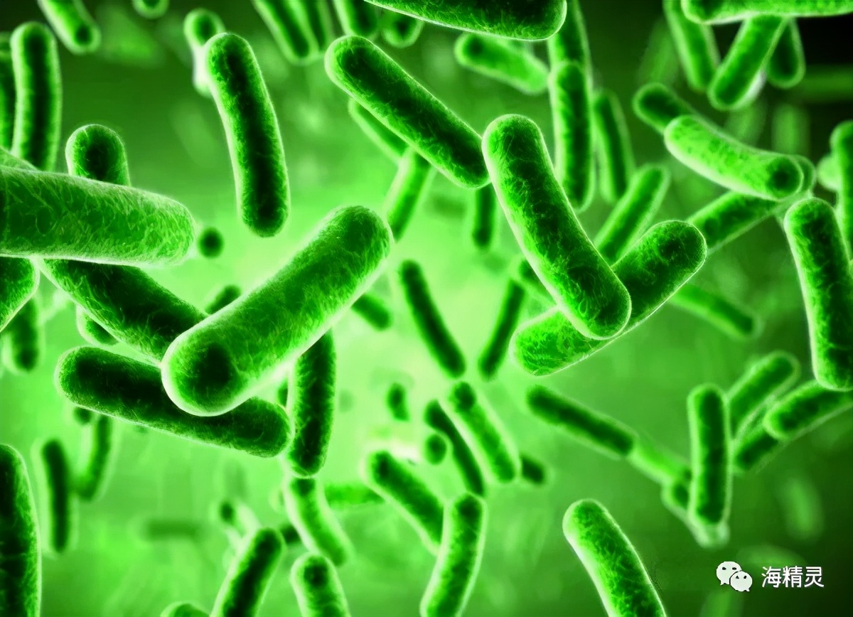 硝化细菌深入研究的九大误区,硝化细菌到底如何选择