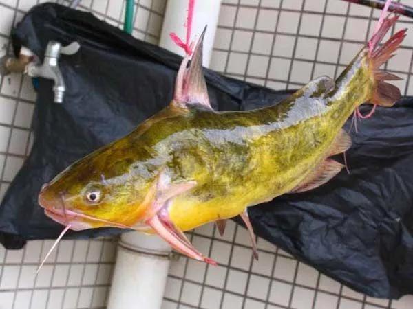 垂钓黄鱼怎么钓,垂钓鲶鱼小技巧