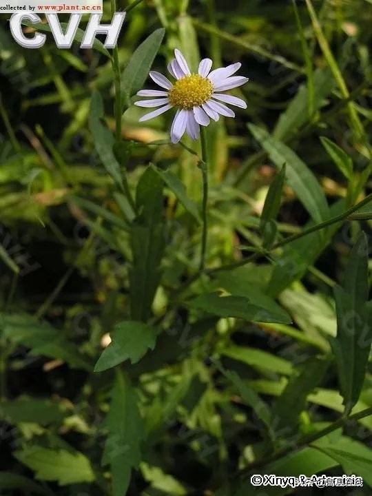 农村身边常见中草药不要错过这些宝贝！