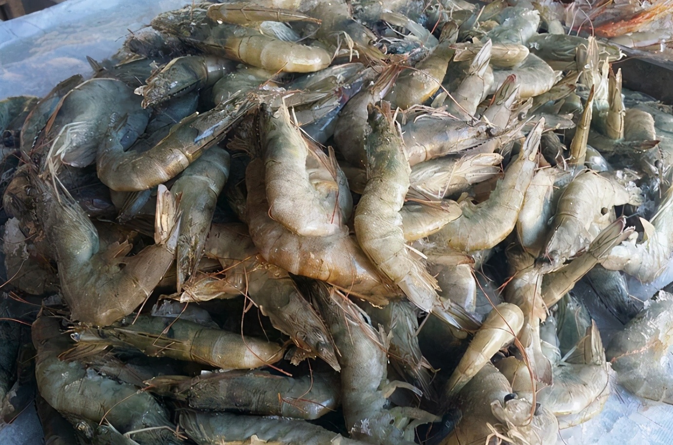 买大虾怎么挑选直的好还是弯的好,买大虾怎么冻好