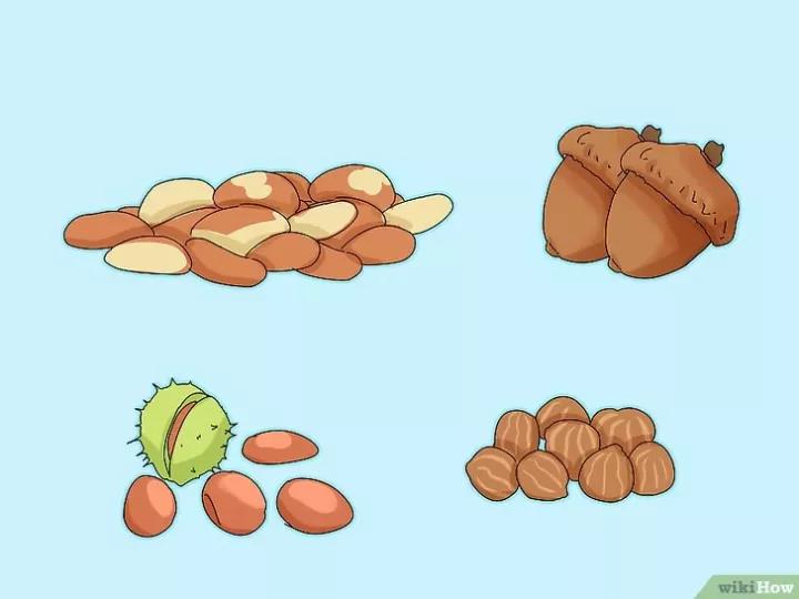 如何喂养牡丹鹦鹉