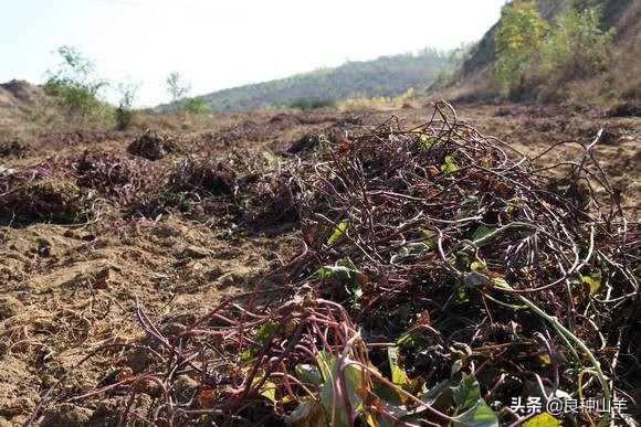 养羊不能吃露水草吗,养羊不能养什么
