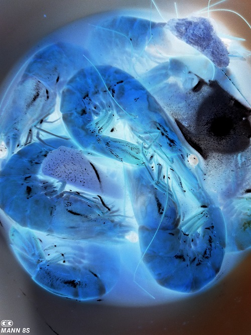 目前最强双摄手机,待机20天手机