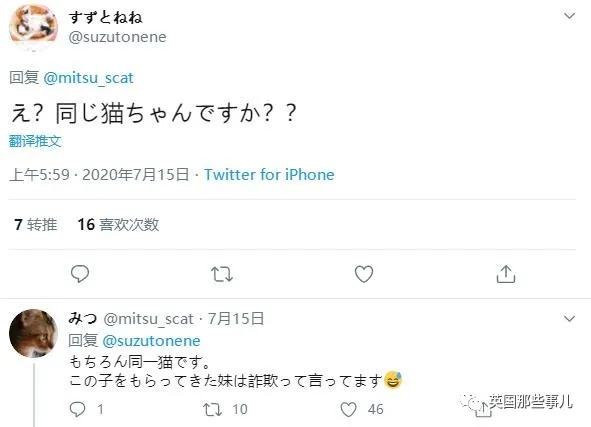 养暹罗等于养好几种猫,重庆暹罗猫变黑了还能白回来吗